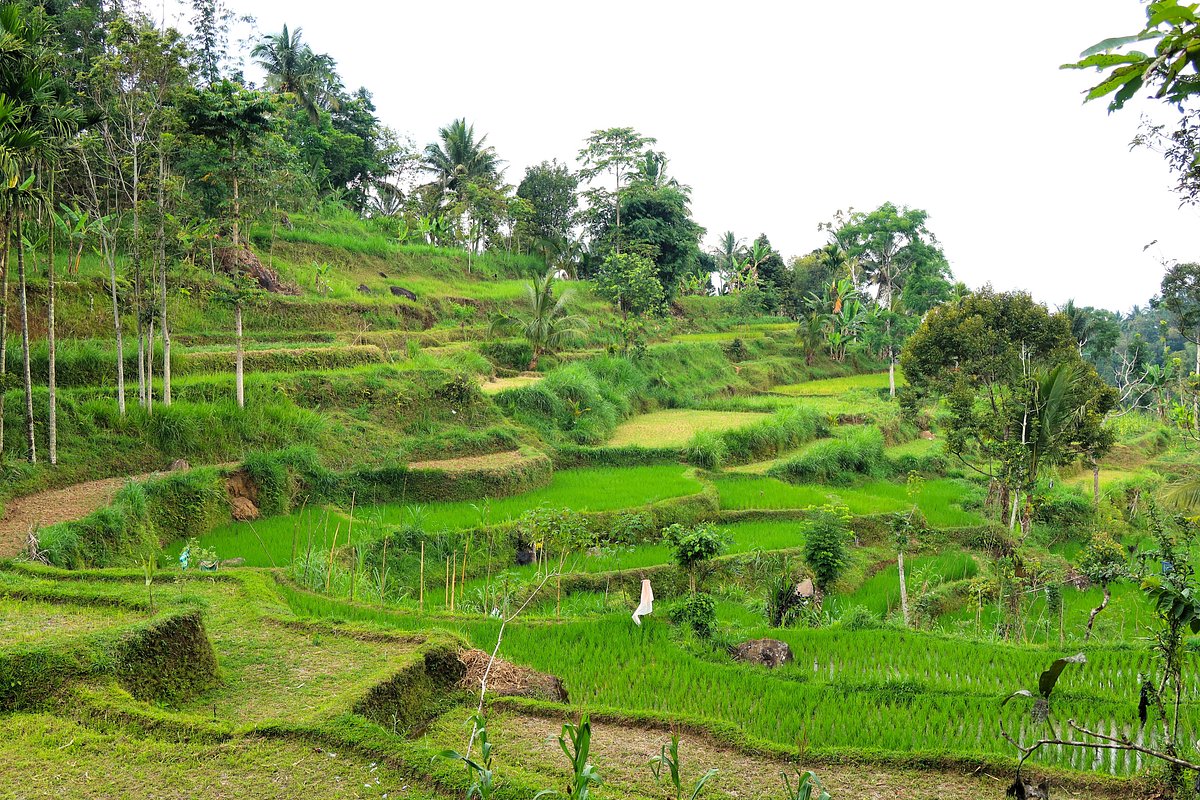 Desa Wisata Tetebatu