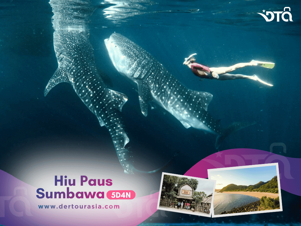 Hiu Paus Sumbawa 4D3N